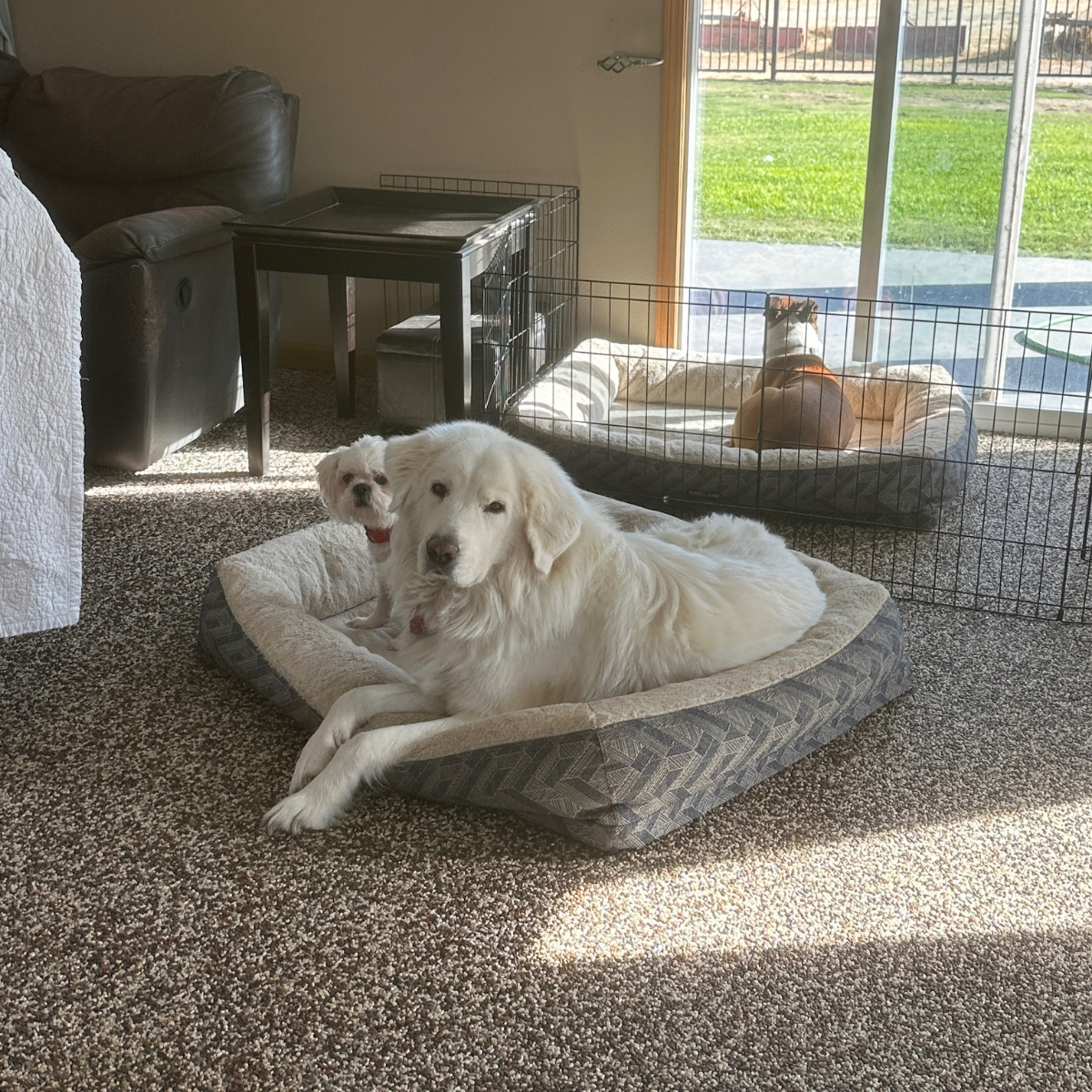 20 Maremma Sheepdogs as Companion Dogs — The Real Answer