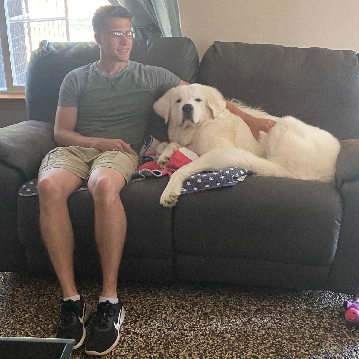 22 Maremma Sheepdogs as Companion Dogs — The Real Answer