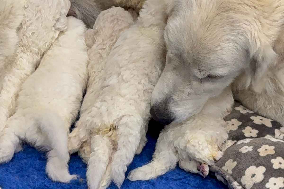 4 4 6 Pippin & Nova Litter 5/26