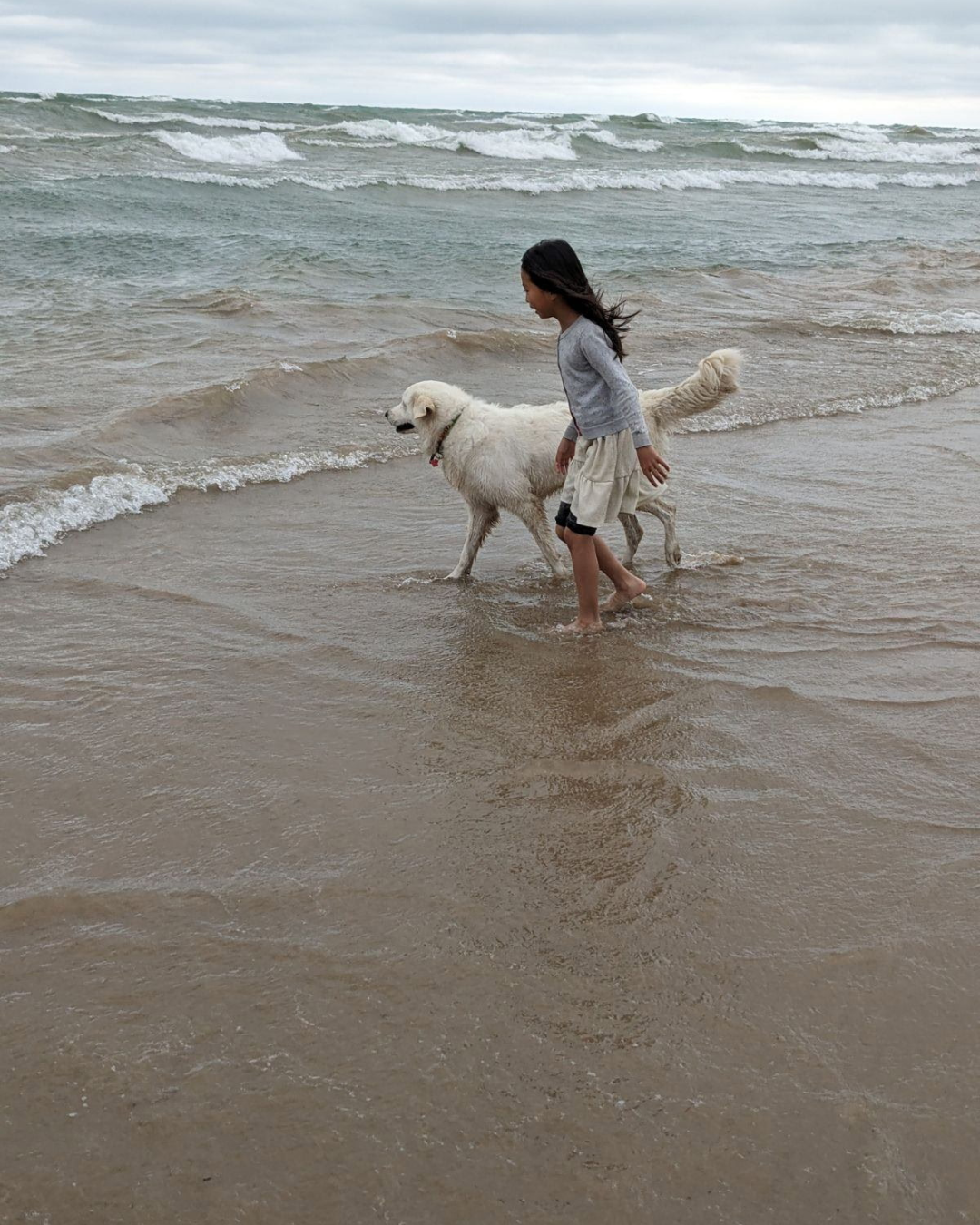 5 1 Maremma Sheepdogs as Companion Dogs — The Real Answer