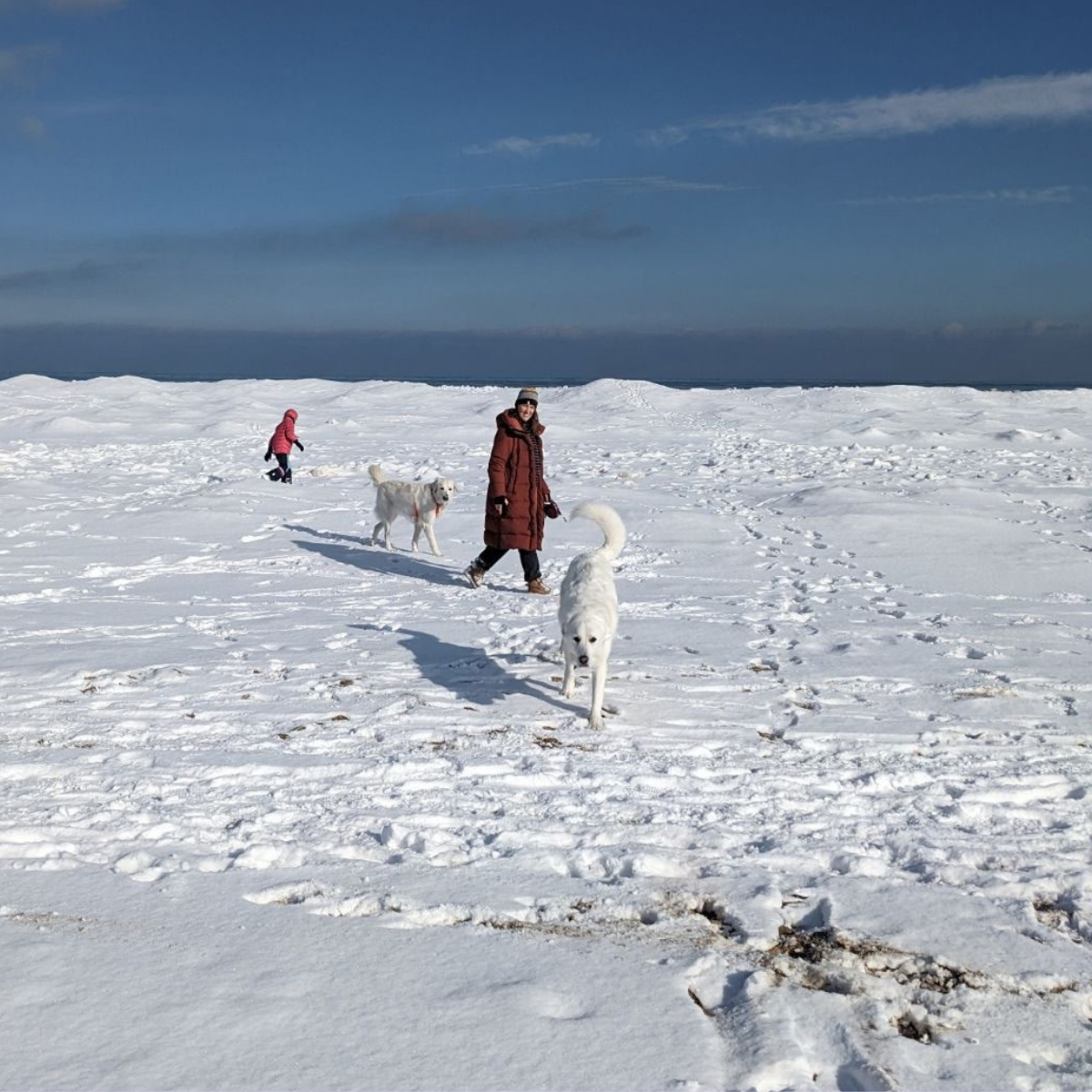 5 Maremma Sheepdogs as Companion Dogs — The Real Answer