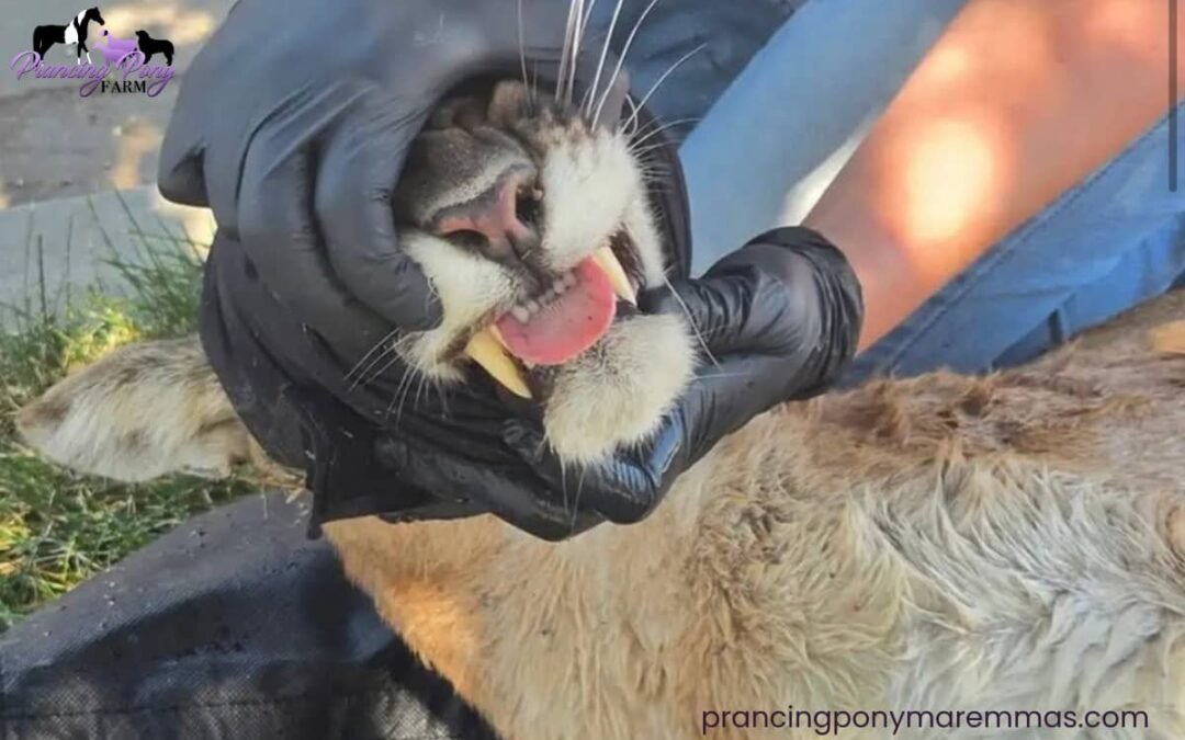 🫣 There was a mountain lion captured 15 minutes from my house!