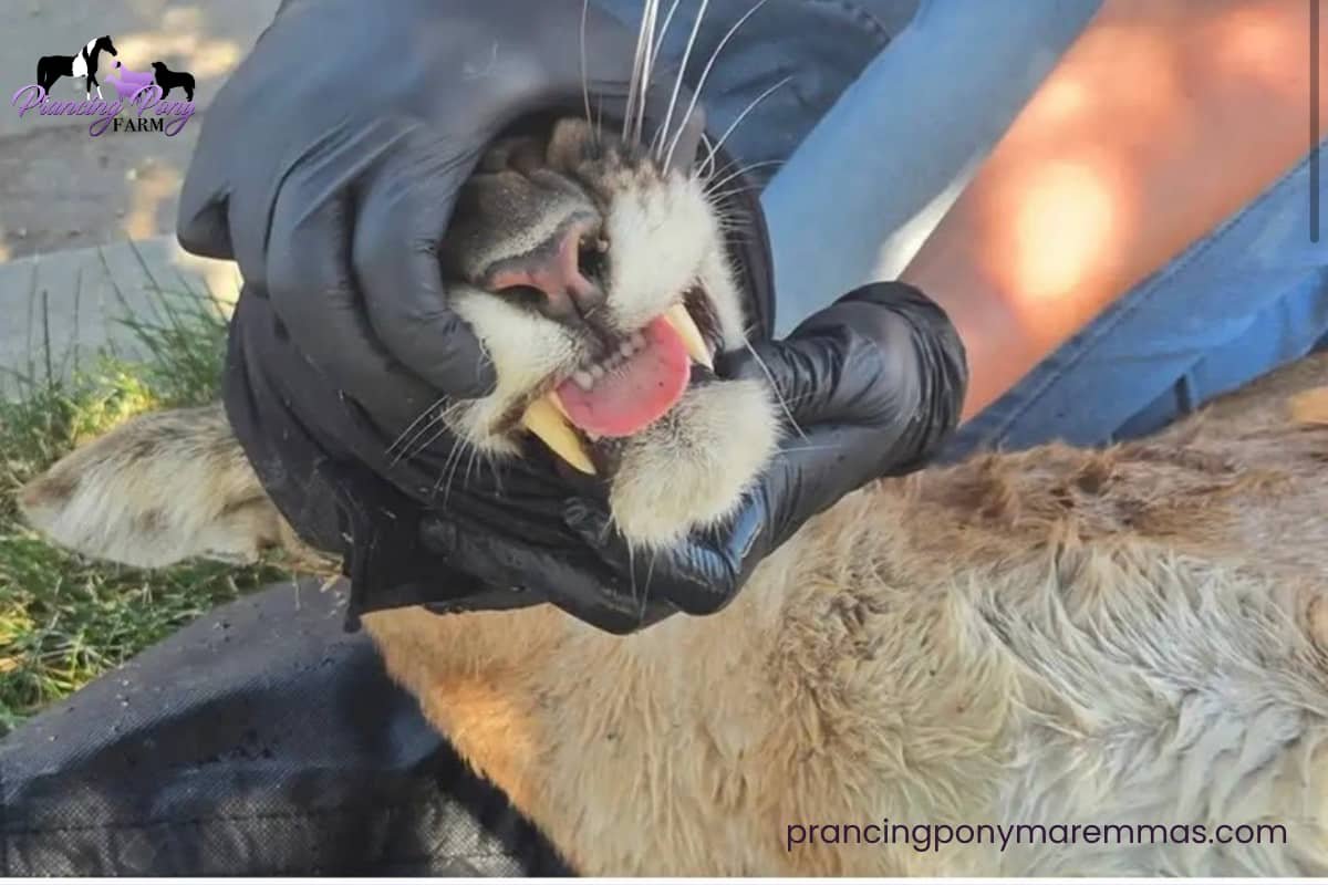 🫣 There was a mountain lion captured 15 minutes from my house!