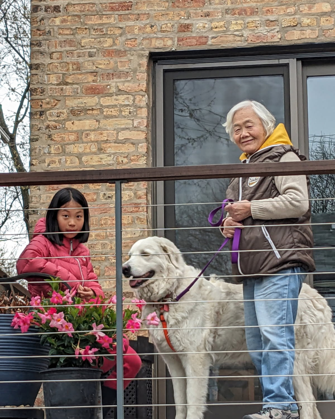 8 1 Maremma Sheepdogs as Companion Dogs — The Real Answer