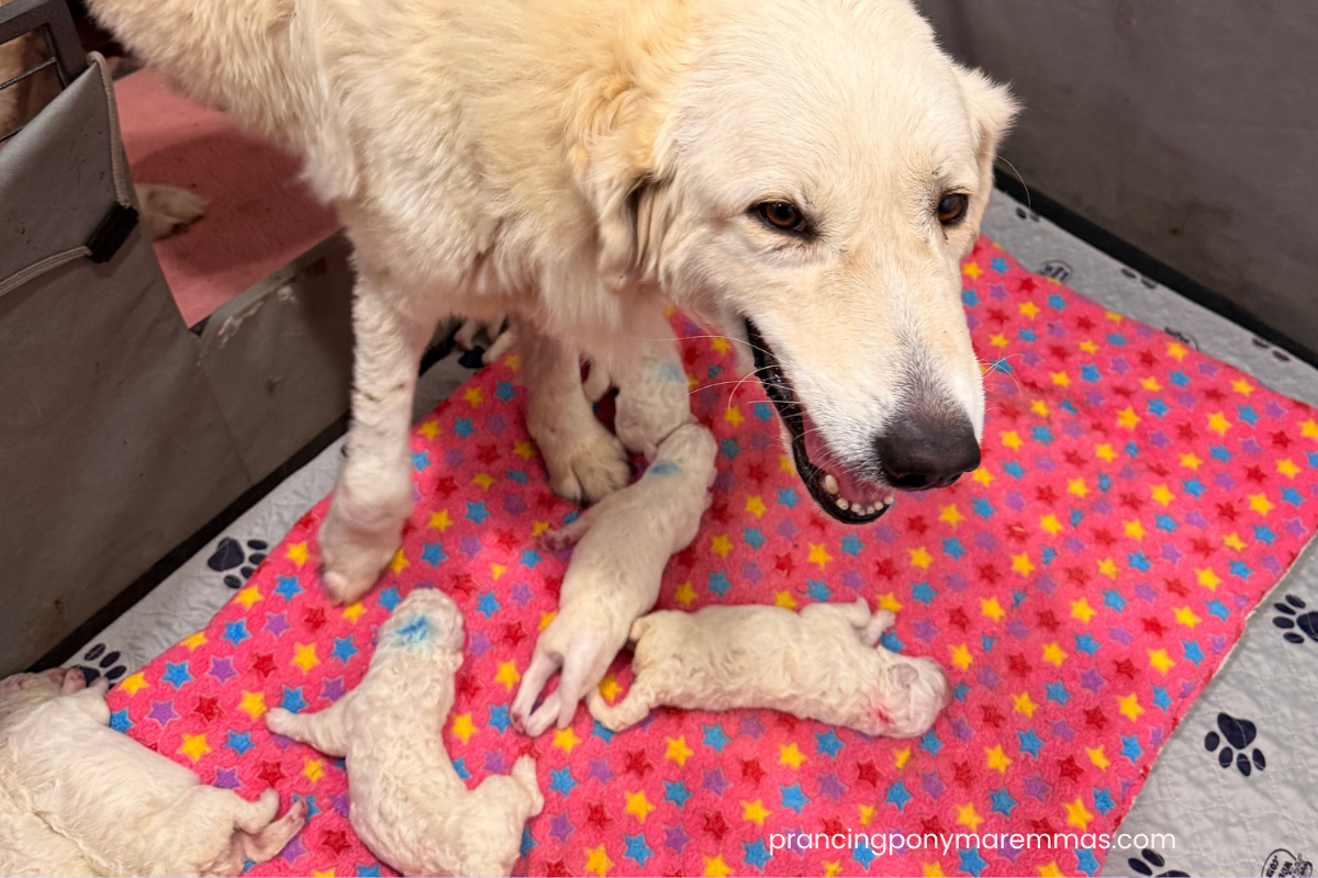 Blog Interior Image (5) Blog Interior Image 5 Available Maremma Puppies
