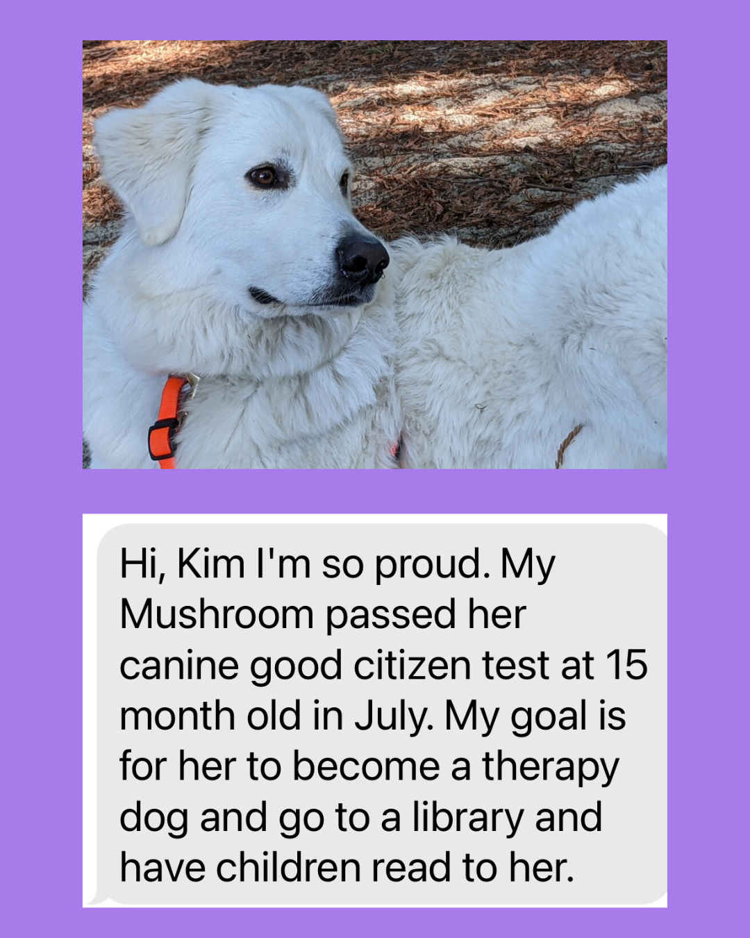 IG Post Maremma Sheepdogs as Companion Dogs — The Real Answer