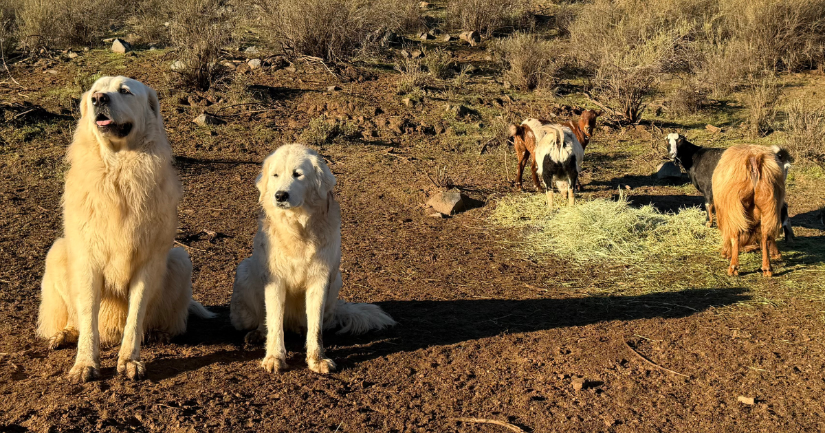 Social Share Images (1200 x 630 px) Social Share Images 1200 x 630 Maremma Sheepdog: The Complete Breed Guide (Temperament, Training & Real-Life Experience)