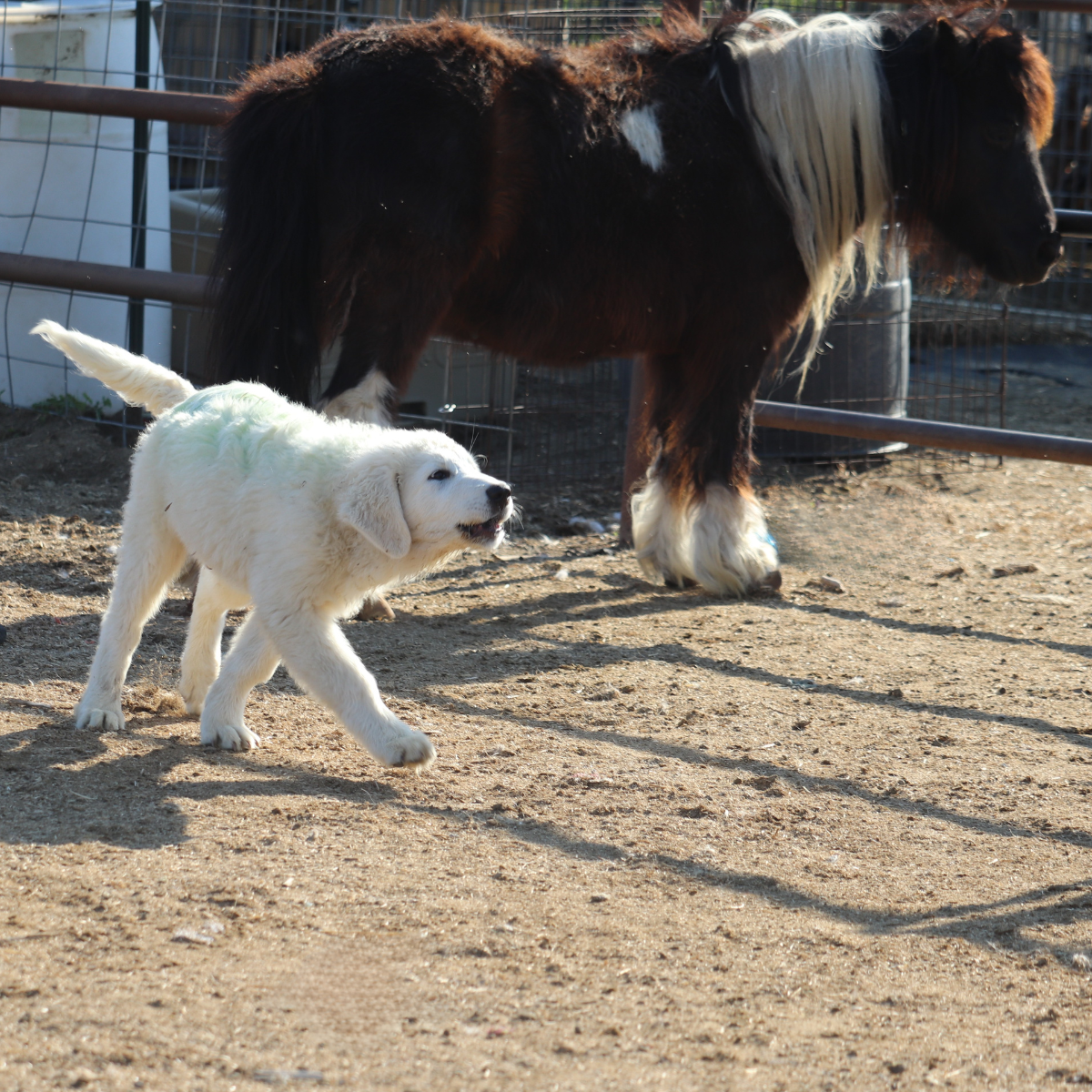 dogs 1200 x 1200-4 dogs 1200 x 1200 4 Maremma Sheepdog: The Complete Breed Guide (Temperament, Training & Real-Life Experience)