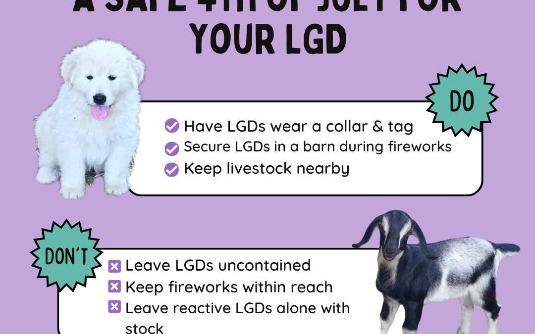 Preparing Your Livestock Guardian Dog for 4th of July Fireworks