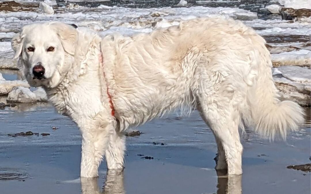 The Maremma Sheepdog Resource the Internet Was Missing