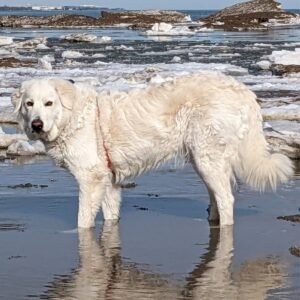 gyBGRWv1g9qeJ9SknE6MYu The Maremma Sheepdog Resource the Internet Was Missing