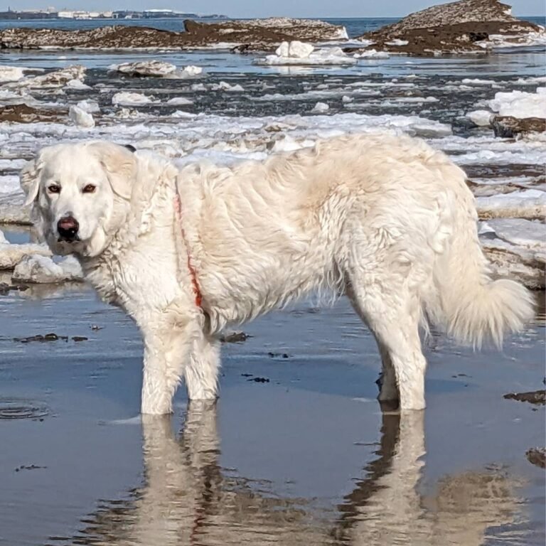 The Maremma Sheepdog Resource the Internet Was Missing