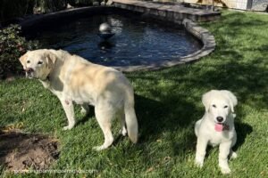o46MKyjt536Nuv77MCPrEe I Used to Say No — The Truth About Companion Maremmas