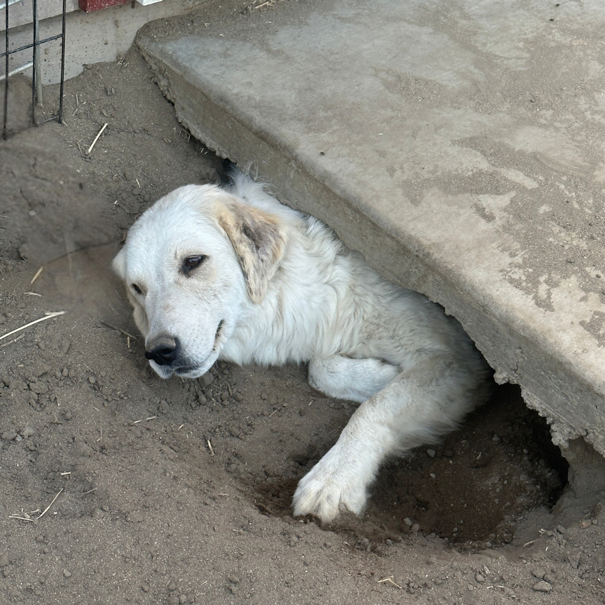 1 1 How Can I Keep My Maremma Sheepdog Cool in the Summer Heat?