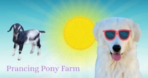 aNP1n9SjdUzTsTowr59m1v 🌞 Your LGD summer survival guide (it's mostly about water)