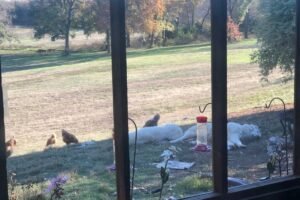 c2eBmPG8QQXyT51smaCaB8 Looking for a faster way to get your Maremma QUESTIONS answered?