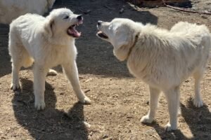 v4yGmBpjF8ELvqZrspbkNV The one feeding mistake that can end an LGD's working career