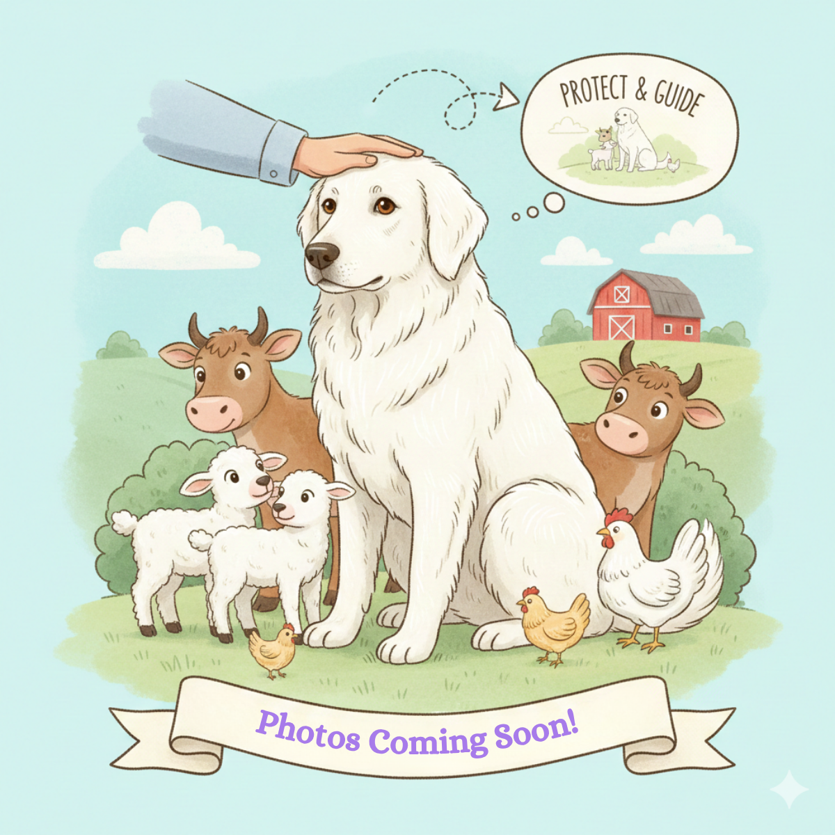 Photos Coming Soon Inside Our Maremma Puppy Program