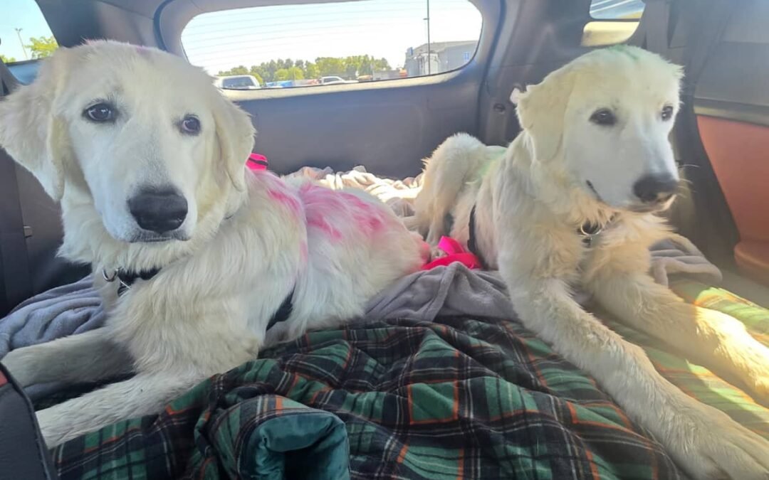 The truth about “littermate syndrome”