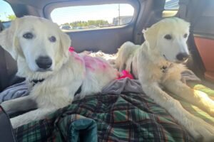 fydPJVuroHWWE9akSyHKoS The truth about "littermate syndrome"