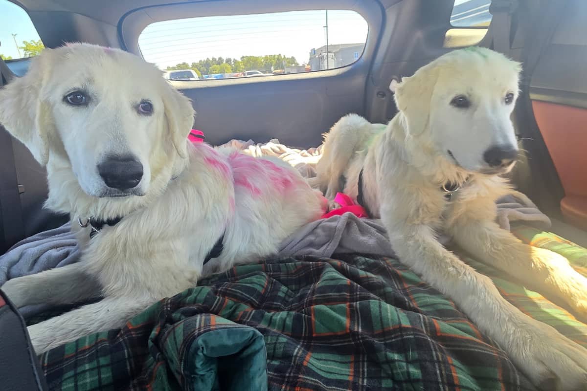 The truth about “littermate syndrome”