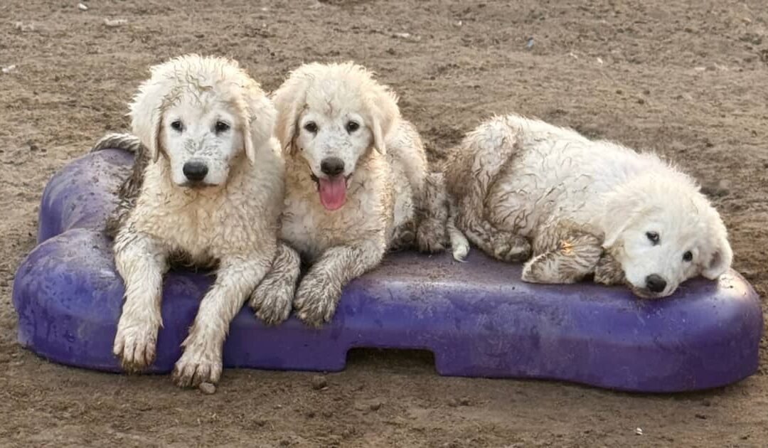 Maremma Sheepdog Puppies: Moving Fast as Fall Approaches