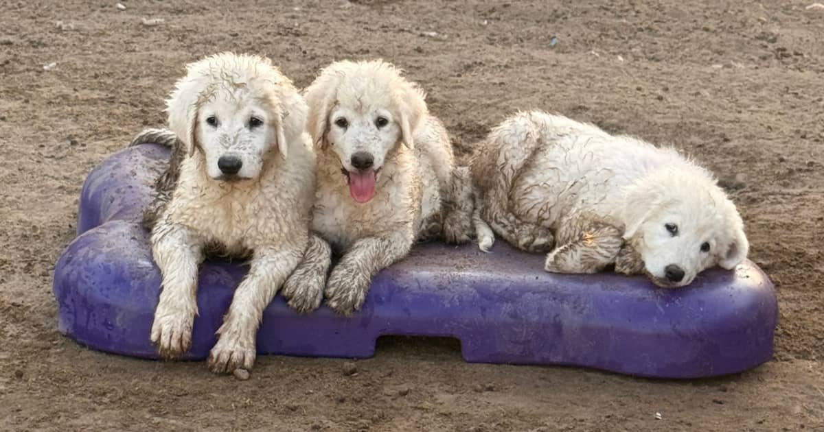 Maremma Sheepdog Puppies: Moving Fast as Fall Approaches