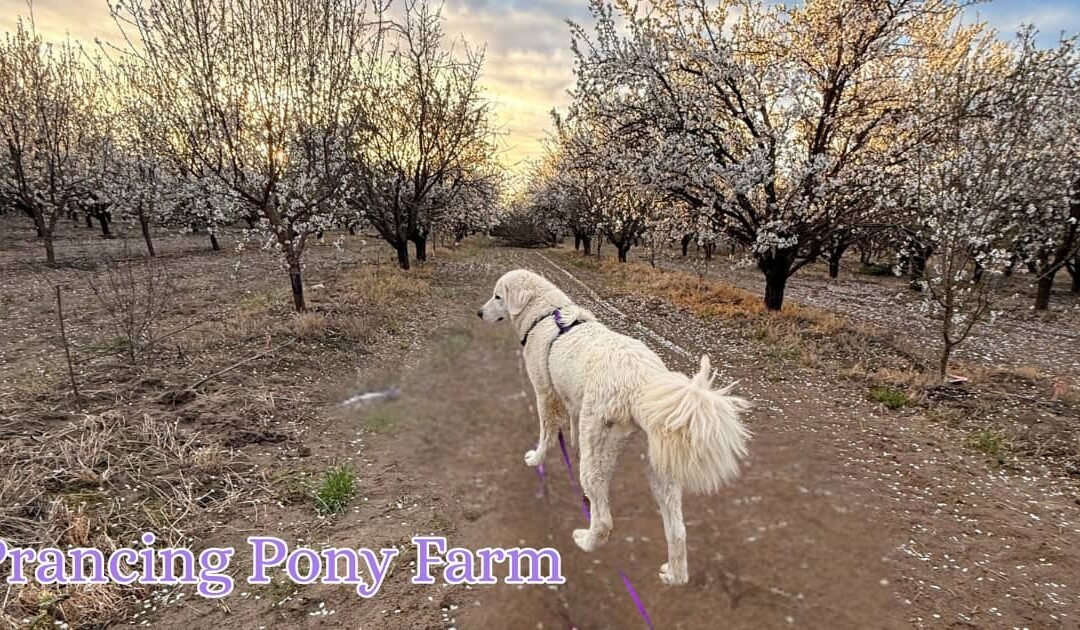 She Jumped the Fence, Ran for the Road, and Then Gave Me an Idea I Never Expected