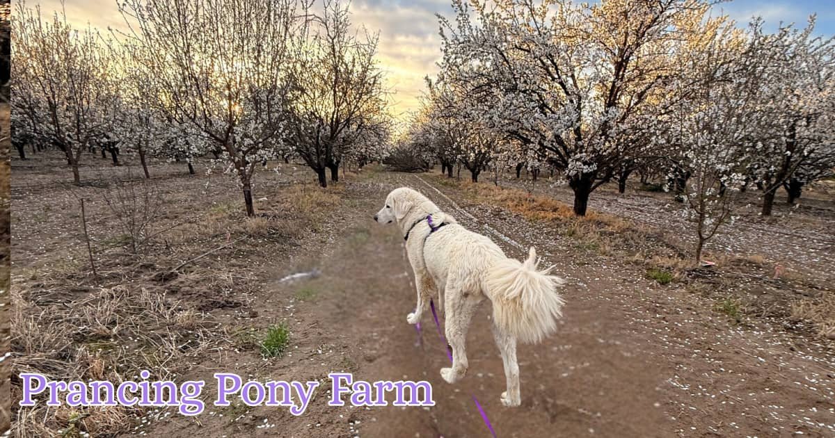 She Jumped the Fence, Ran for the Road, and Then Gave Me an Idea I Never Expected