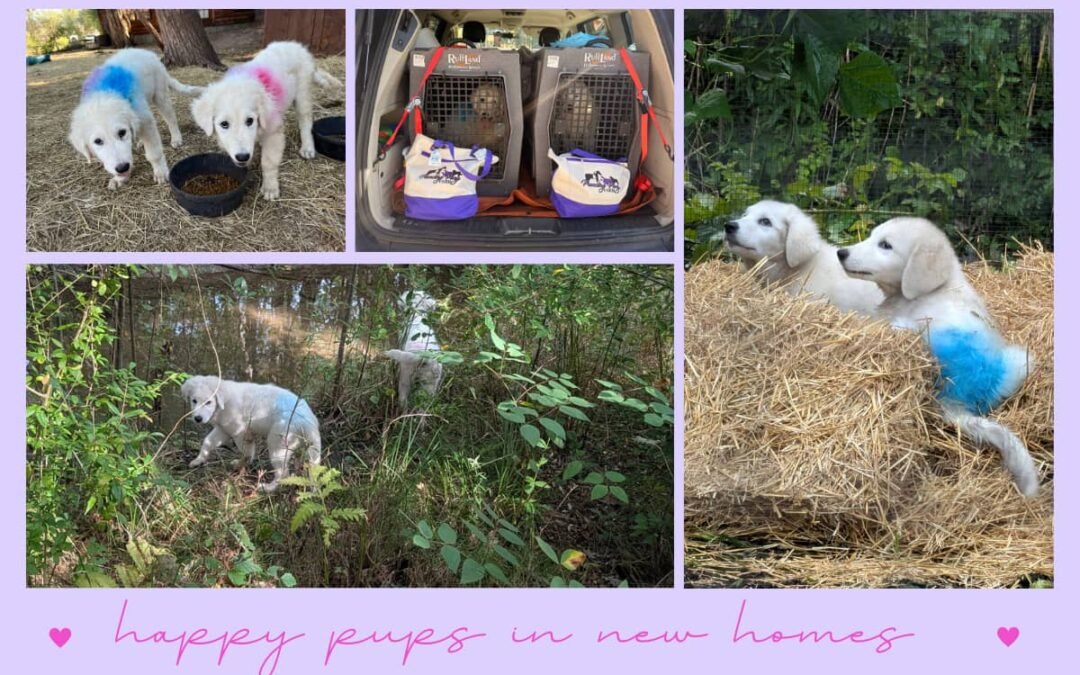 Get Your Maremma Sheepdog Questions Answered Live, Every Week