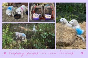akArqFVgq4gFyjBriBqpAz Get Your Maremma Sheepdog Questions Answered Live, Every Week