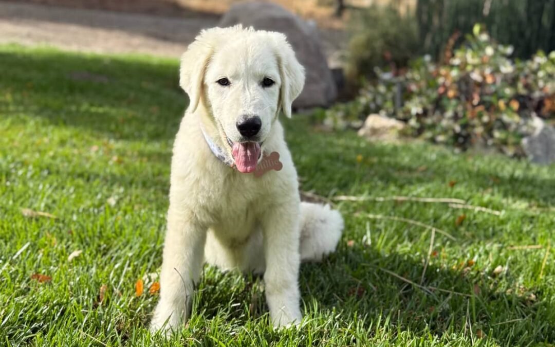 Why It’s Okay If Your Maremma Sheepdog Puppy Doesn’t Know “Sit” Yet