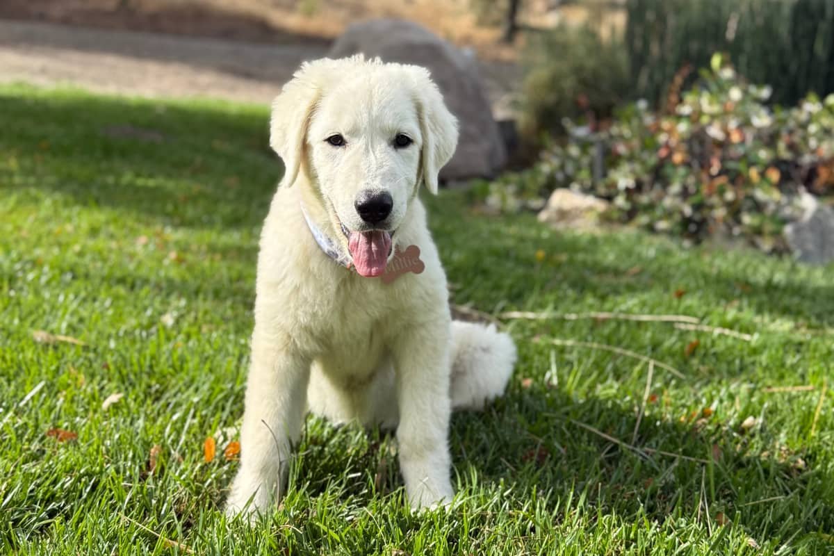 Why It’s Okay If Your Maremma Sheepdog Puppy Doesn’t Know “Sit” Yet