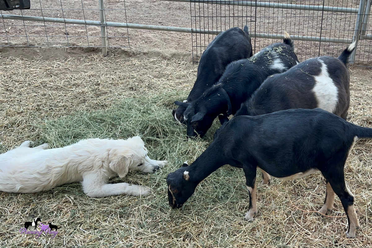 1 1 15 Do Right-to-Farm Laws Protect a Barking Maremma Sheepdog?
