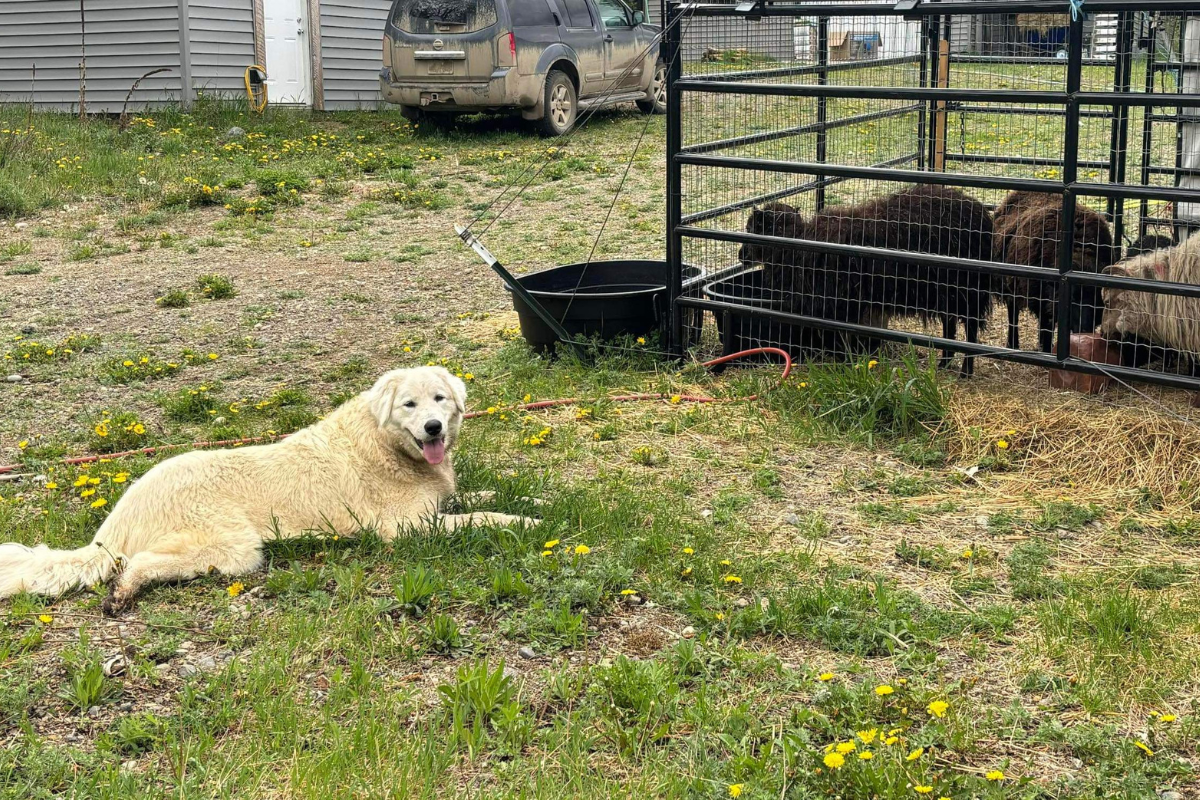 1 4 The Plan Only Works If You Work It: Maremma Sheepdog Success