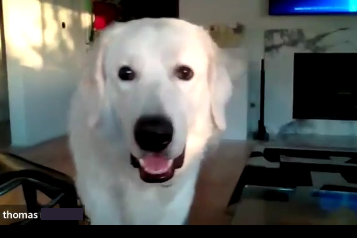 1 1 5 Do You Need a Livestock Guardian Dog in the Suburbs? Why Coyote Country Isn't Just for Farms