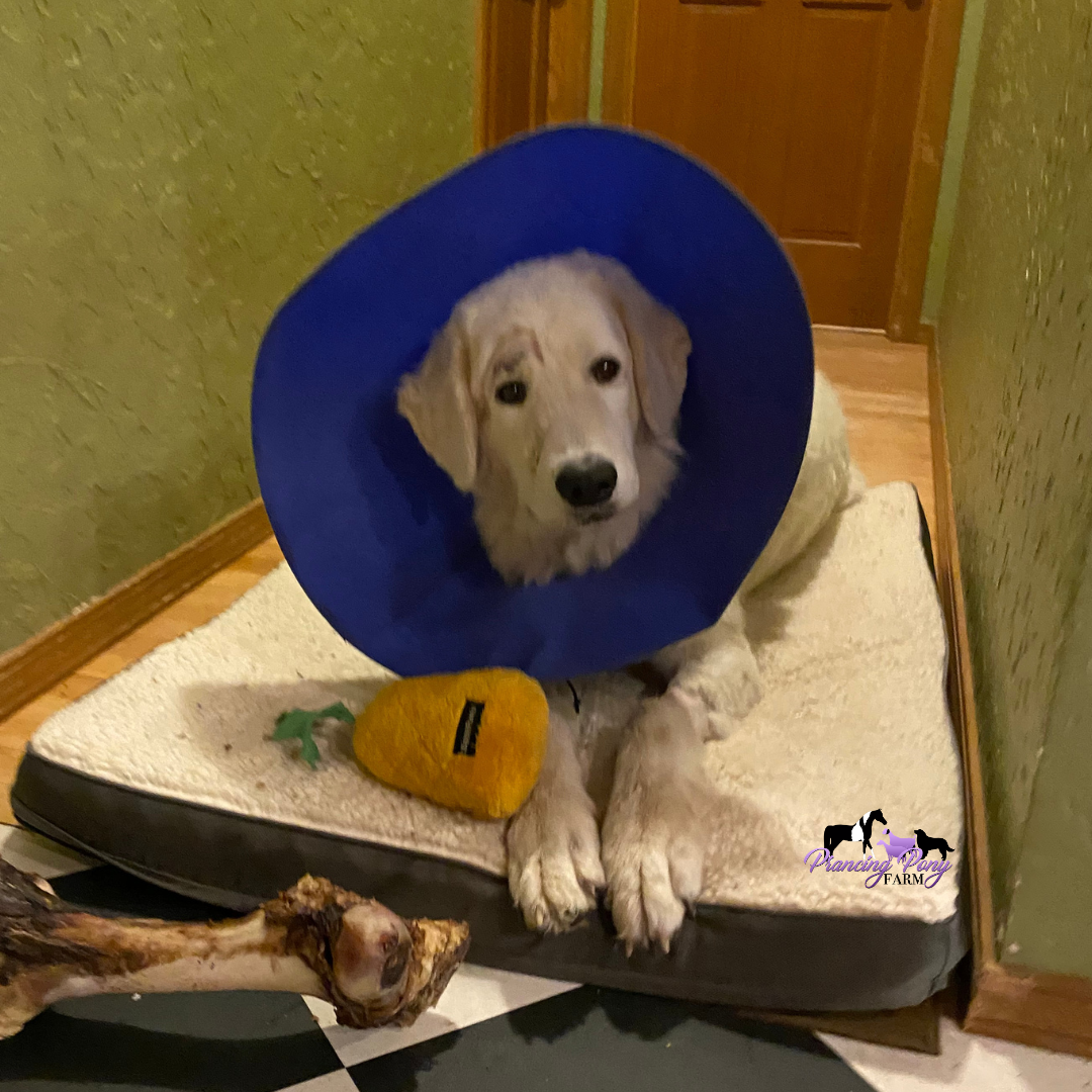 1 8 Maremma Sheepdog Fights Off Mountain Lion to Protect Family Farm