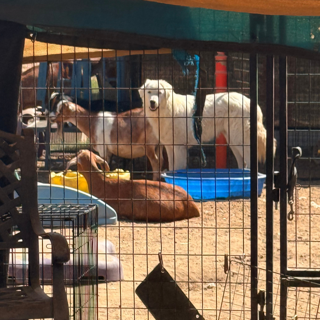 11 3 Jack: Gentle Young Male Maremma for Goats and Horses