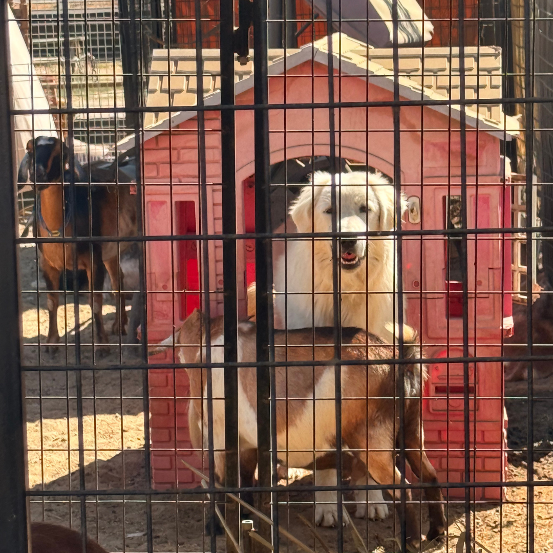 12 1 Jack: Gentle Young Male Maremma for Goats and Horses