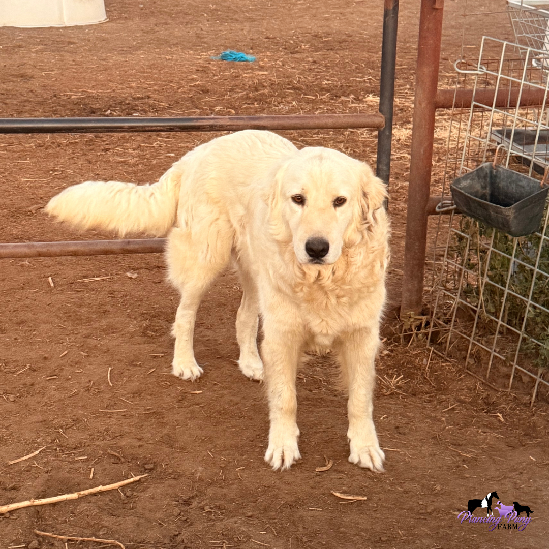 2 17 Pegaso: Gentle Italian Maremma for a Horse Property