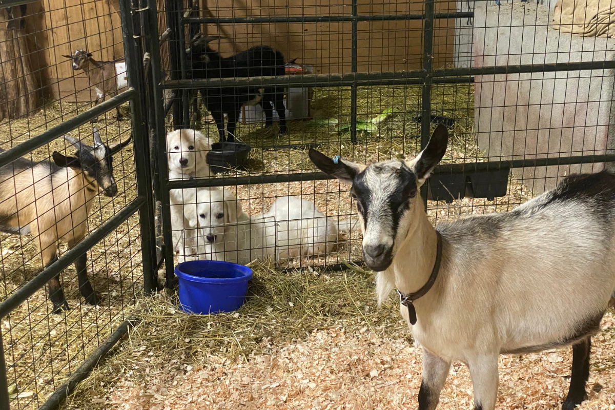 2 5 The Plan Only Works If You Work It: Maremma Sheepdog Success