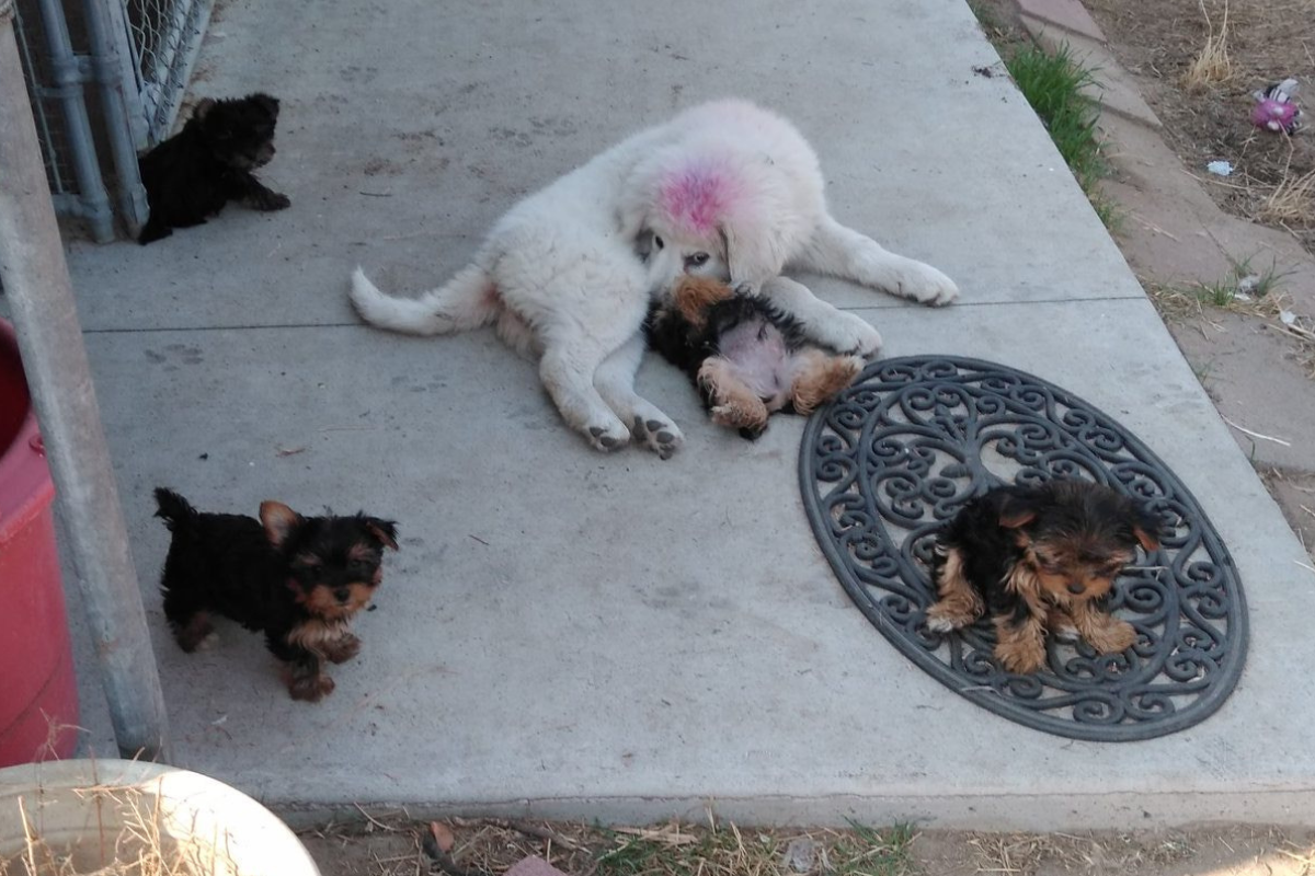 3 3 5 Do You Need a Livestock Guardian Dog in the Suburbs? Why Coyote Country Isn't Just for Farms