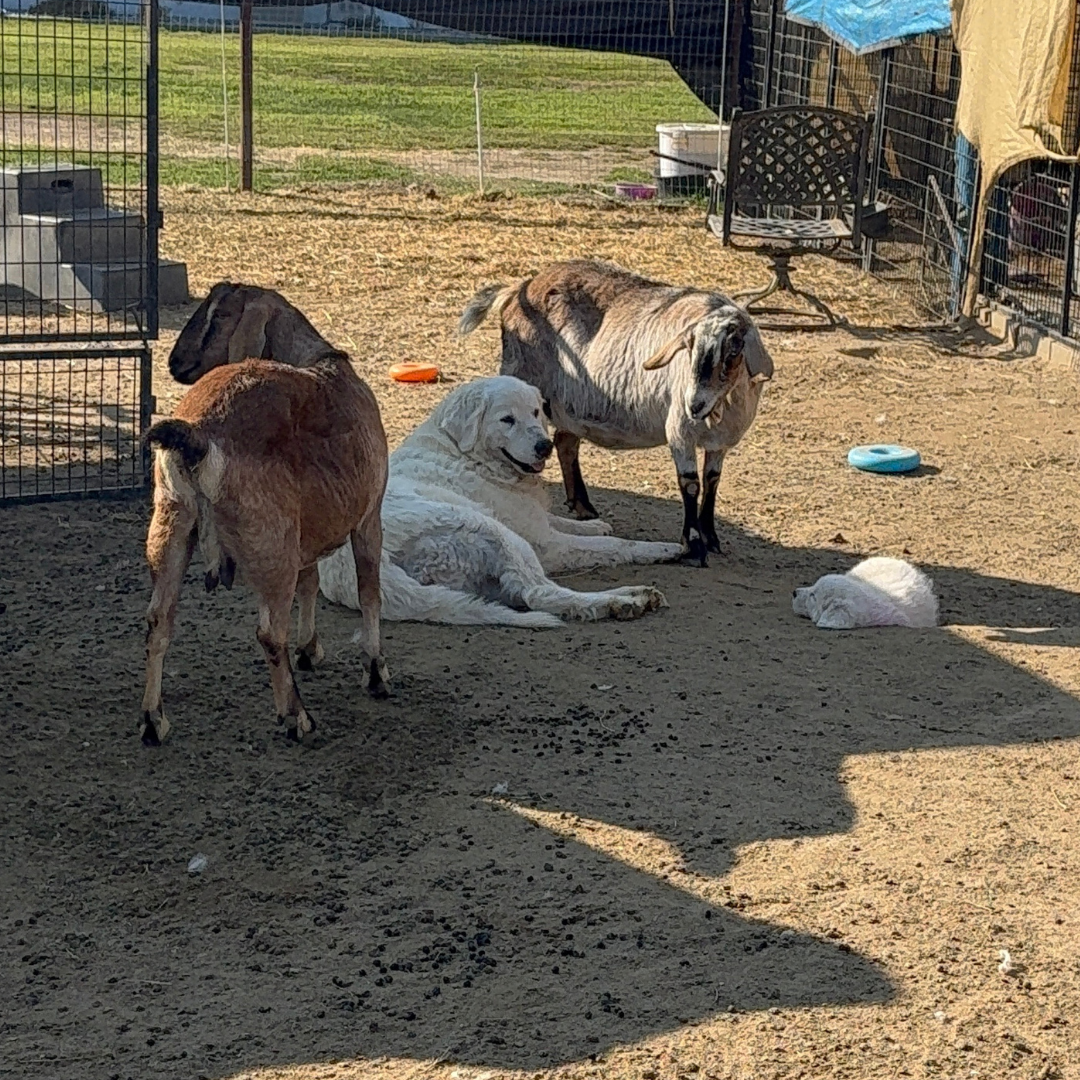 5 5 5 Gianna: Retired Maremma Female for a Quiet Chicken Farm