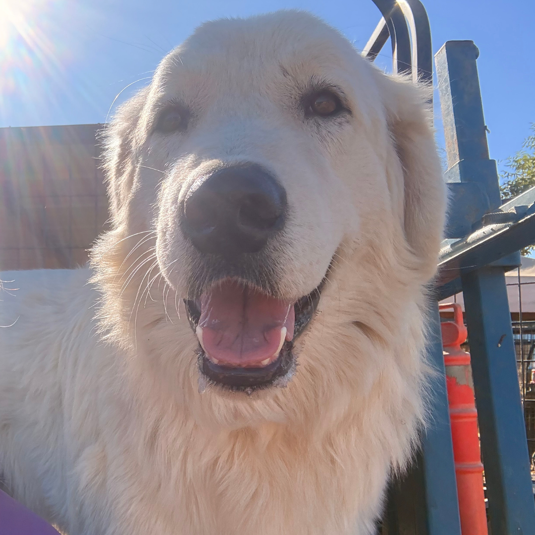 6 5 Jack: Gentle Young Male Maremma for Goats and Horses