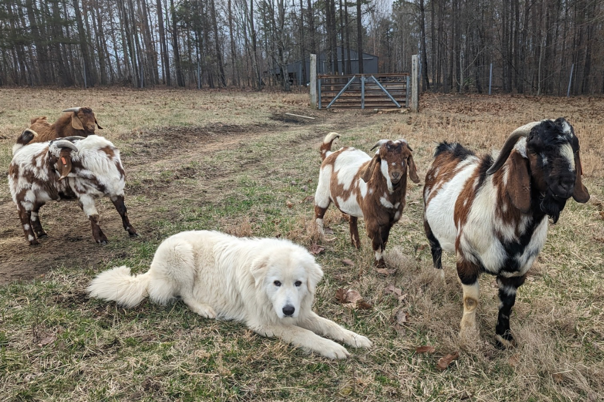 Blog Images 1200 x 800 10 The Plan Only Works If You Work It: Maremma Sheepdog Success