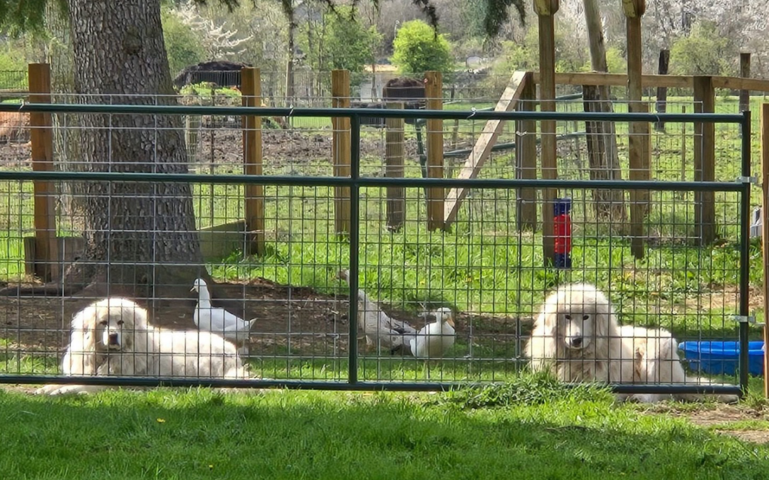 The Plan Only Works If You Work It: Maremma Sheepdog Success