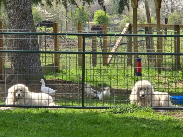 The Plan Only Works If You Work It: Maremma Sheepdog Success