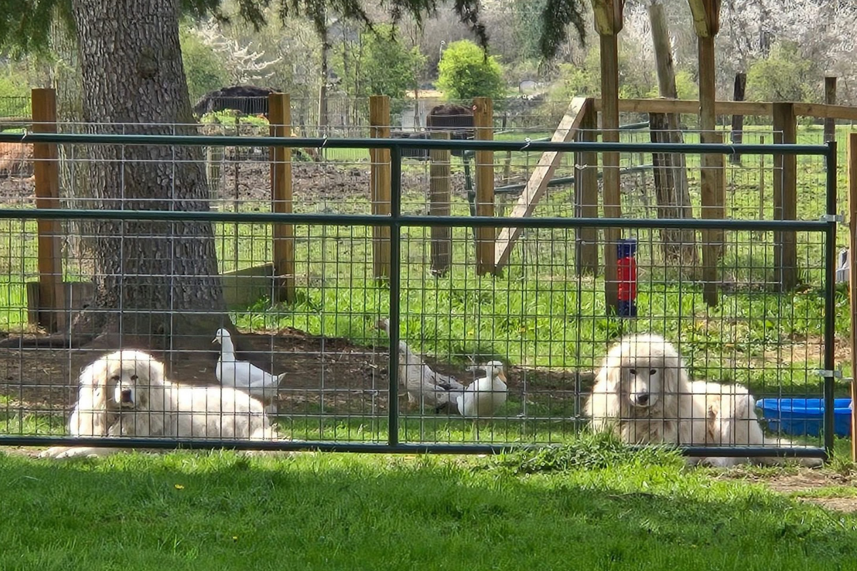 Blog Images 1200 x 800 9 The Plan Only Works If You Work It: Maremma Sheepdog Success