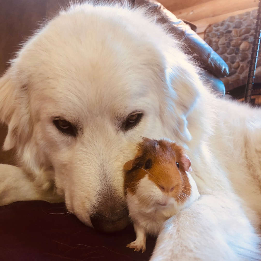 Square Maremma website photos 2-16 Square Maremma website photos 2 16 Do You Need a Livestock Guardian Dog in the Suburbs? Why Coyote Country Isn't Just for Farms