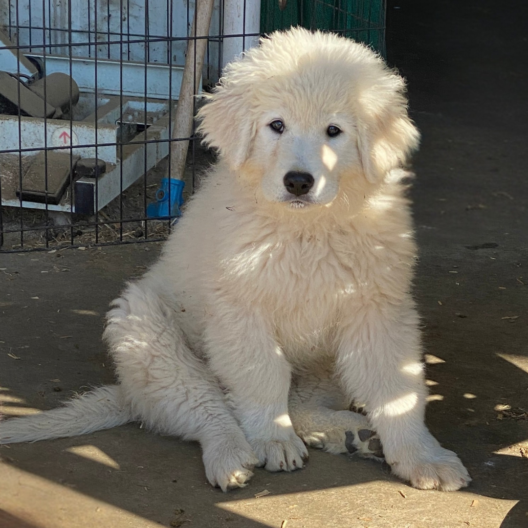 Square Maremma website photos 2 18 Electra: Friendly Adult Female Maremma Who's Patient With Puppies